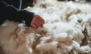 Eine Hand berührt weiche, weiße Fasern. Das ist Schurwolle, ein Naturprodukt, das aus dem Fell von Schafen gewonnen wird.