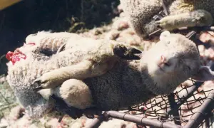 Schaf mit blutiger Wunde am Hinterteil, liegt auf einem Gitter.