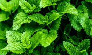 Frische Minzblätter, perfekt für erfrischende Getränke und leckere Minze Rezepte.