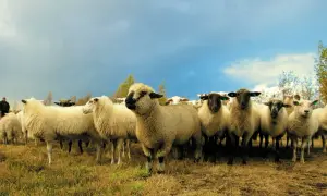Eine Schafherde auf einer Wiese unter dramatischem Himmel. Ein Mann im Hintergrund achtet auf die Tiere, die für den **responsible wool standard deutsch** gehalten werden.