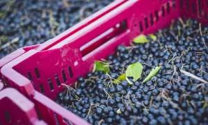 Frisch geerntete Aroniabeeren in einer roten Kiste, bereit zur Weiterverarbeitung.
