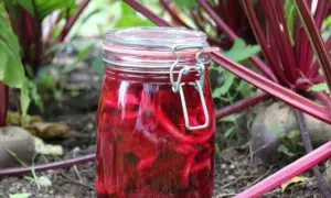Ein Glas mit eingelegten roten Bete-Streifen steht im Beet. So gelingt rote Bete haltbar machen für den Winter.