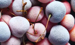 Gefrorene Kirschen, die zeigen, dass man Kirschen einfrieren kann. Die Früchte sind mit feinem Reif bedeckt.