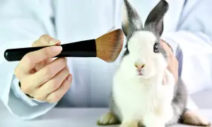 Ein Kaninchen wird mit einem Pinsel berührt. Dies ist ein Beispiel dafür, was sind tierversuche, wo Tiere für Tests missbraucht werden.
