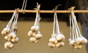 Bündel von Knoblauch hängen an einer Holzstange, um zu trocknen. Die trocknenden Knoblauchzehen sind bereit für die Lagerung.