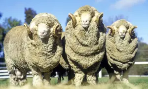 Drei Widder mit beeindruckendem Fell stehen nebeneinander. Sie sind ein Symbol für mulesingfreie Merinowolle.