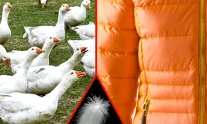 Weiße Gänse auf einer Wiese, eine einzelne Feder und eine orangefarbene Daunenjacke. RDS Daunen für warme Kleidung.