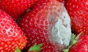 Nahaufnahme von roten Erdbeeren, eine davon mit grau-weißem Schimmelbefall.