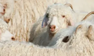 Ein flauschiges mohair schaf mit lockiger Wolle und kleinen Hörnern blickt neugierig in die Kamera, umgeben von Artgenossen.