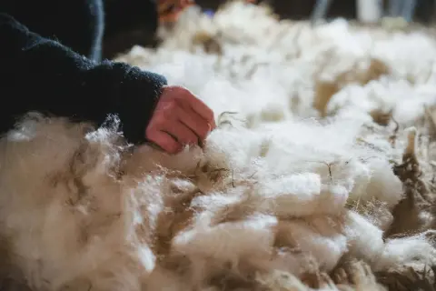Eine Hand berührt weiche, weiße Fasern. Das ist Schurwolle, ein Naturprodukt, das aus dem Fell von Schafen gewonnen wird.