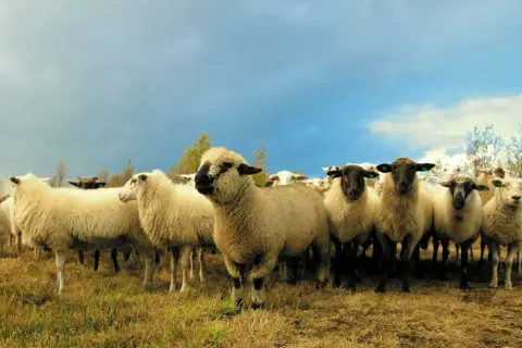 Eine Schafherde auf einer Wiese unter dramatischem Himmel. Ein Mann im Hintergrund achtet auf die Tiere, die für den **responsible wool standard deutsch** gehalten werden.
