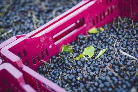 Frisch geerntete Aroniabeeren in einer roten Kiste, bereit zur Weiterverarbeitung.