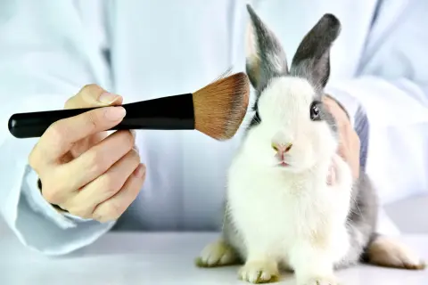 Ein Kaninchen wird mit einem Pinsel berührt. Dies ist ein Beispiel dafür, was sind tierversuche, wo Tiere für Tests missbraucht werden.