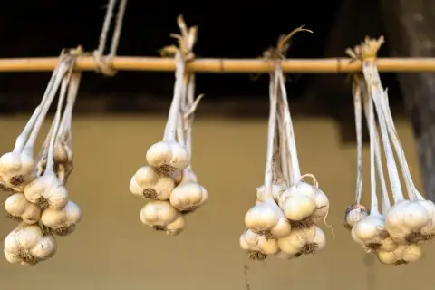 Bündel von Knoblauch hängen an einer Holzstange, um zu trocknen. Die trocknenden Knoblauchzehen sind bereit für die Lagerung.