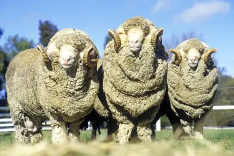 Drei Widder mit beeindruckendem Fell stehen nebeneinander. Sie sind ein Symbol für mulesingfreie Merinowolle.