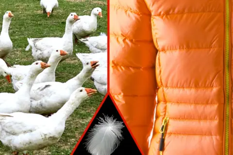 Weiße Gänse auf einer Wiese, eine einzelne Feder und eine orangefarbene Daunenjacke. RDS Daunen für warme Kleidung.
