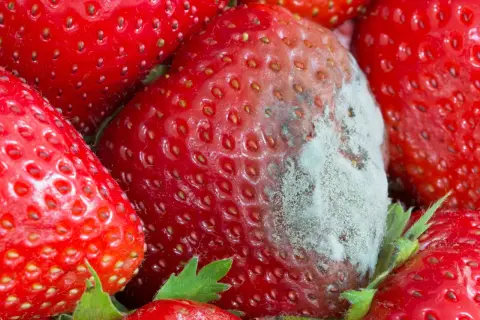 Nahaufnahme von roten Erdbeeren, eine davon mit grau-weißem Schimmelbefall.