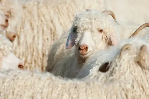Ein flauschiges mohair schaf mit lockiger Wolle und kleinen Hörnern blickt neugierig in die Kamera, umgeben von Artgenossen.