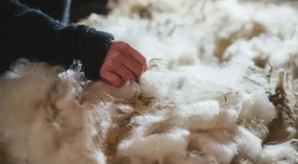 Eine Hand berührt weiche, weiße Fasern. Das ist Schurwolle, ein Naturprodukt, das aus dem Fell von Schafen gewonnen wird.