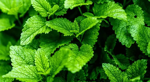 Frische Minzblätter, perfekt für erfrischende Getränke und leckere Minze Rezepte.