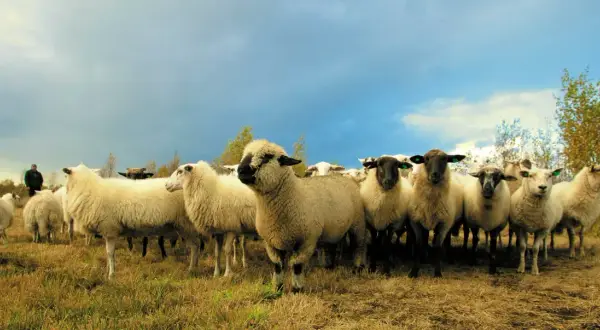 Eine Schafherde auf einer Wiese unter dramatischem Himmel. Ein Mann im Hintergrund achtet auf die Tiere, die für den **responsible wool standard deutsch** gehalten werden.