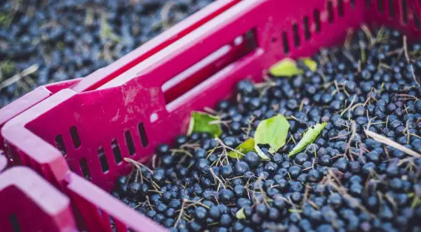 Frisch geerntete Aroniabeeren in einer roten Kiste, bereit zur Weiterverarbeitung.