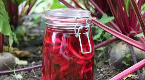 Ein Glas mit eingelegten roten Bete-Streifen steht im Beet. So gelingt rote Bete haltbar machen für den Winter.