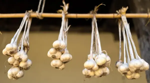 Bündel von Knoblauch hängen an einer Holzstange, um zu trocknen. Die trocknenden Knoblauchzehen sind bereit für die Lagerung.