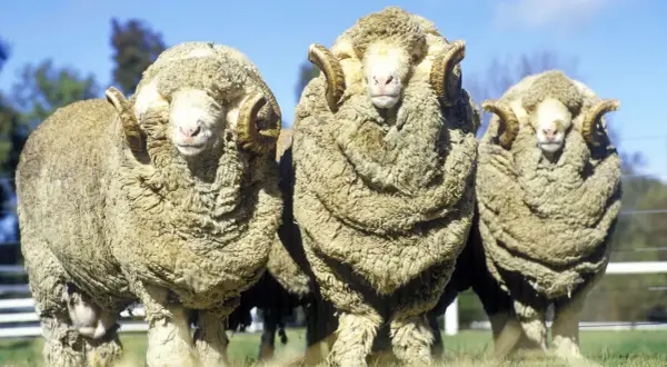 Drei Widder mit beeindruckendem Fell stehen nebeneinander. Sie sind ein Symbol für mulesingfreie Merinowolle.