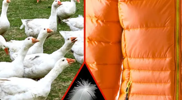 Weiße Gänse auf einer Wiese, eine einzelne Feder und eine orangefarbene Daunenjacke. RDS Daunen für warme Kleidung.