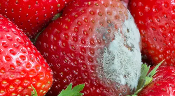 Nahaufnahme von roten Erdbeeren, eine davon mit grau-weißem Schimmelbefall.