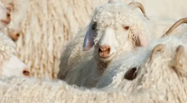 Ein flauschiges mohair schaf mit lockiger Wolle und kleinen Hörnern blickt neugierig in die Kamera, umgeben von Artgenossen.
