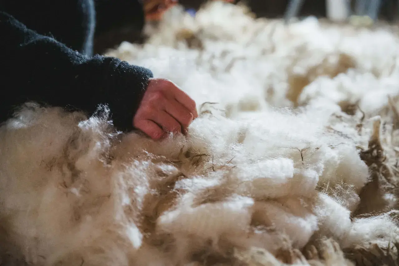 Eine Hand berührt weiche, weiße Fasern. Das ist Schurwolle, ein Naturprodukt, das aus dem Fell von Schafen gewonnen wird.