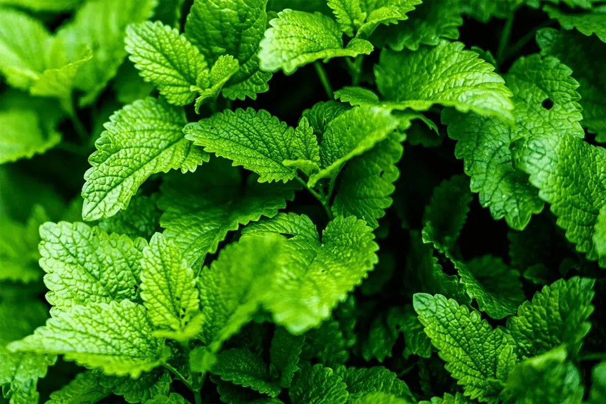 Frische Minzblätter, perfekt für erfrischende Getränke und leckere Minze Rezepte.