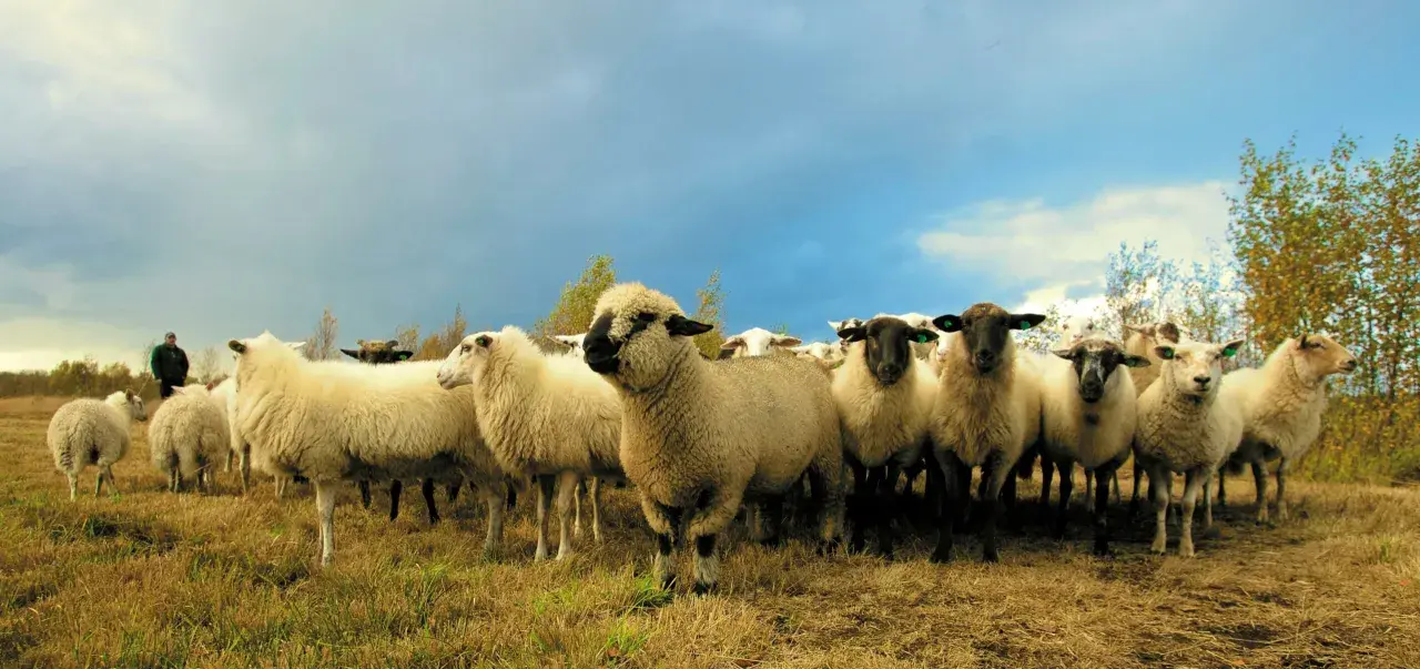 Eine Schafherde auf einer Wiese unter dramatischem Himmel. Ein Mann im Hintergrund achtet auf die Tiere, die für den **responsible wool standard deutsch** gehalten werden.