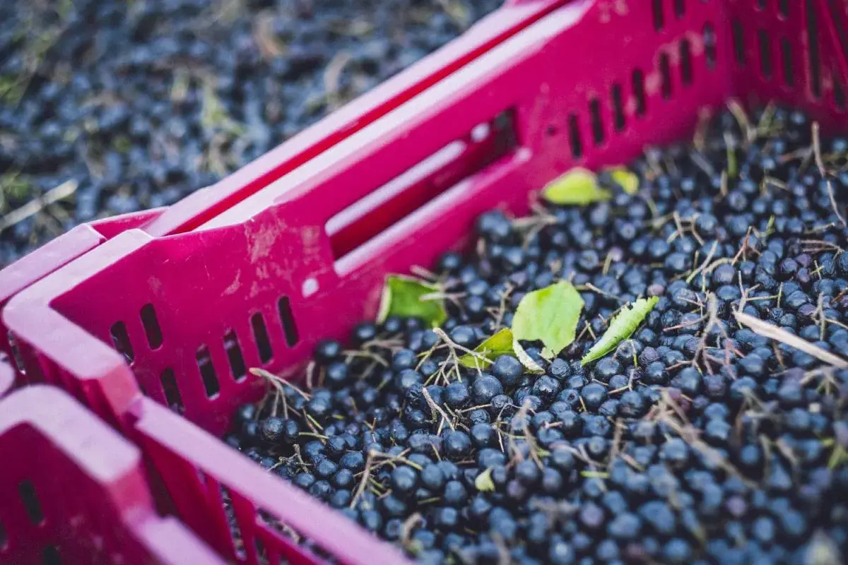 Frisch geerntete Aroniabeeren in einer roten Kiste, bereit zur Weiterverarbeitung.