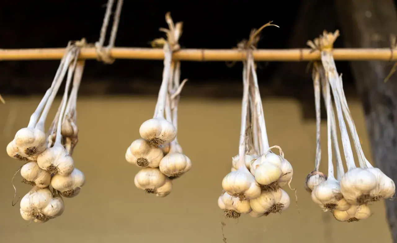 Bündel von Knoblauch hängen an einer Holzstange, um zu trocknen. Die trocknenden Knoblauchzehen sind bereit für die Lagerung.