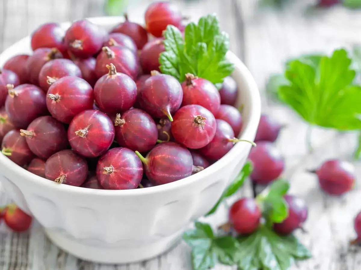 Eine Schüssel voller reifer, roter Stachelbeeren, bereit für die Zubereitung von köstlicher Stachelbeermarmelade.