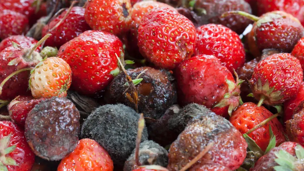 Verfaulte Erdbeeren mit grauem und braunem Schimmel, einige noch rot und frisch, andere bereits ungenie&szlig;bar.