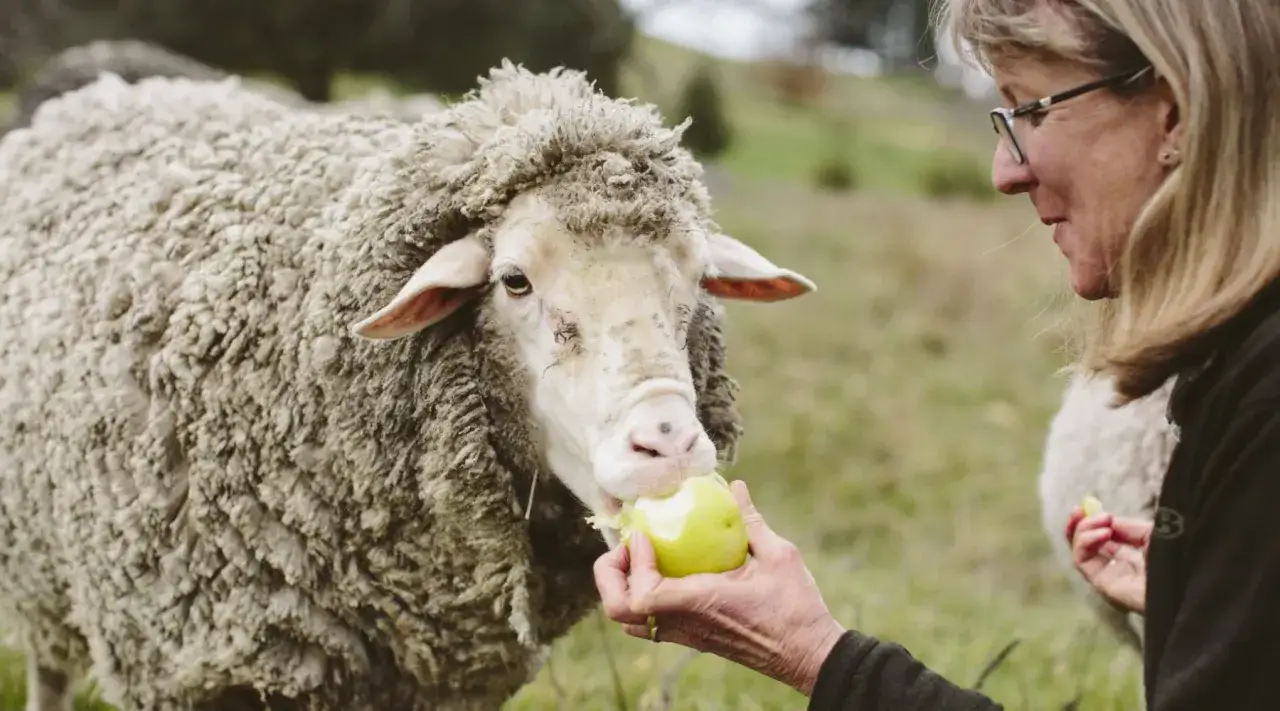 Frau füttert Schaf Apfel. Ein Zeichen für verantwortungsvolle Wolle, die nach dem Responsible Wool Standard Deutschland zertifiziert ist.
