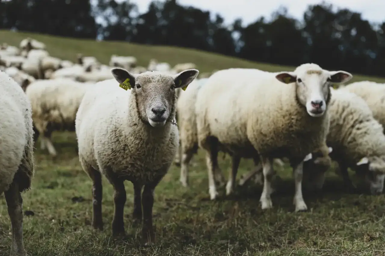 Schafherde auf einer grünen Wiese, die sich von der feinen, mulesingfreien Merinowolle ernährt.
