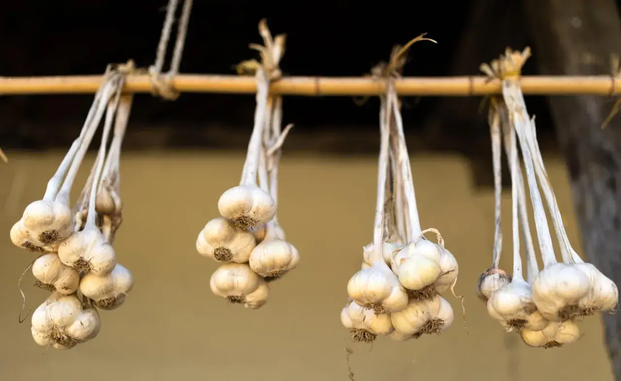 Bündel von Knoblauch hängen an einer Holzstange, um zu trocknen. Die langen Stiele sind zu Zöpfen gebunden.