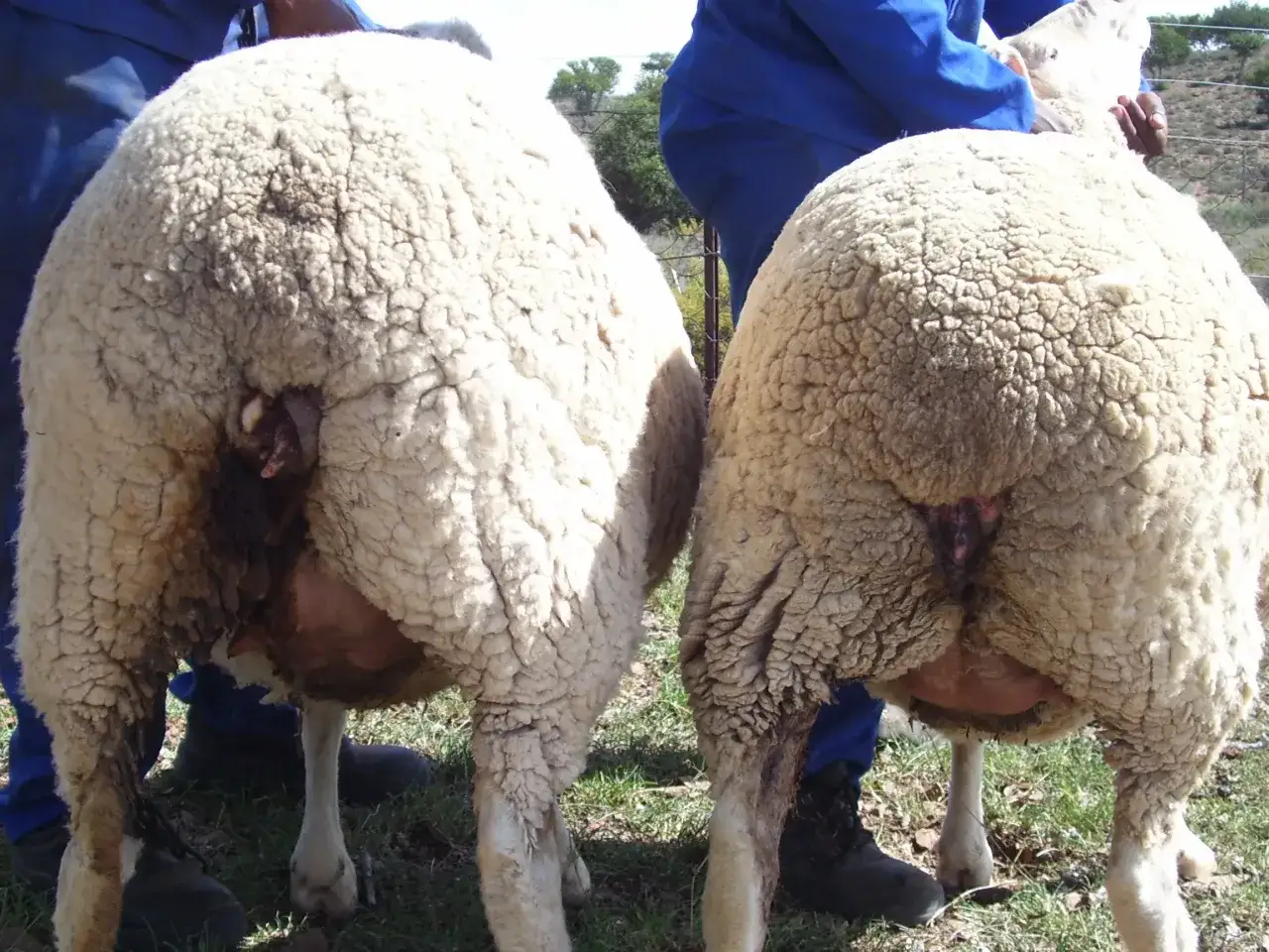 Zwei Schafe von hinten, die die Auswirkungen von Mulesing zeigen. Die Haut um den After ist entbl&ouml;&szlig;t und zeigt Anzeichen von Narbenbildung.