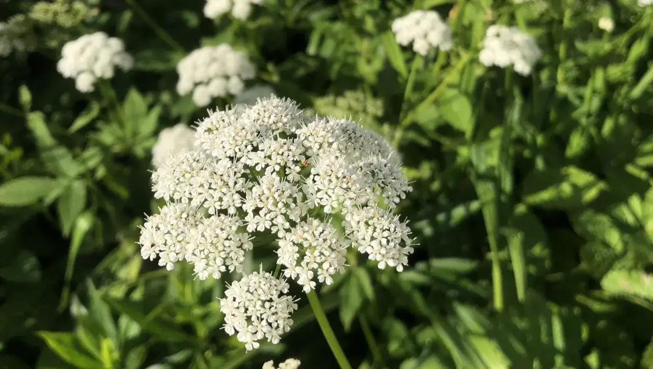 Ein Giersch-Doldenbl&uuml;tler im Fokus, umgeben von gr&uuml;nen Bl&auml;ttern. Man k&ouml;nnte ihn f&uuml;r ein leckeres Gericht halten, doch Vorsicht ist geboten!