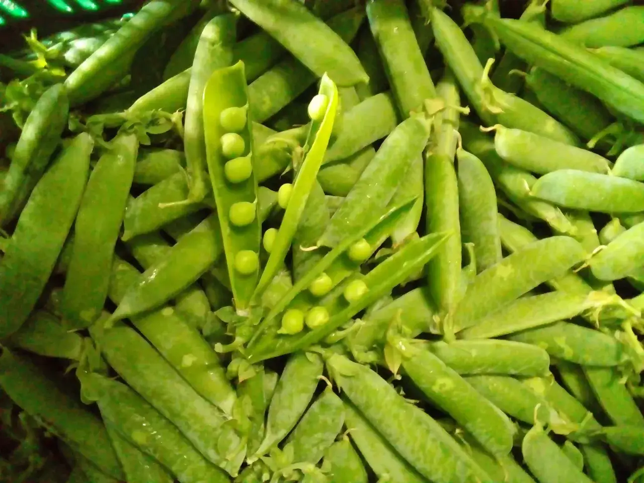 Frische Erbsen in ihren Schoten, einige ge&ouml;ffnet, zeigen die s&uuml;&szlig;en Kugeln. Perfekt, um sie roh zu essen und den puren Geschmack zu genie&szlig;en.