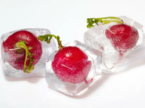 Drei rote Radieschen sind in Eiswürfeln gefroren. Das Einfrieren von Radieschen ist eine Methode zur Konservierung.