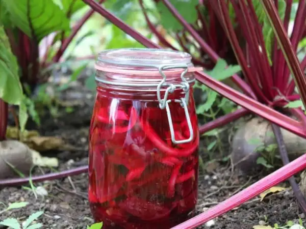 Ein Glas mit eingelegten roten Bete-Streifen steht im Beet. So gelingt rote Bete haltbar machen für den Winter.