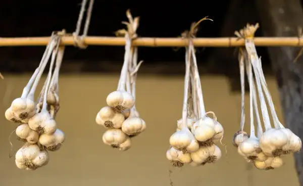 Bündel von Knoblauch hängen an einer Holzstange, um zu trocknen. Die trocknenden Knoblauchzehen sind bereit für die Lagerung.