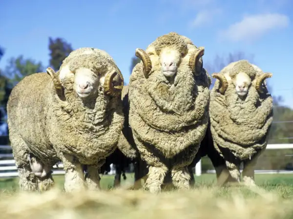 Drei Widder mit beeindruckendem Fell stehen nebeneinander. Sie sind ein Symbol für mulesingfreie Merinowolle.