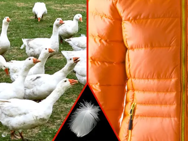Weiße Gänse auf einer Wiese, eine einzelne Feder und eine orangefarbene Daunenjacke. RDS Daunen für warme Kleidung.